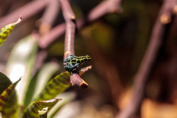 虹色可変毒矢カエル Ranitomeya アベマキ — ストック写真