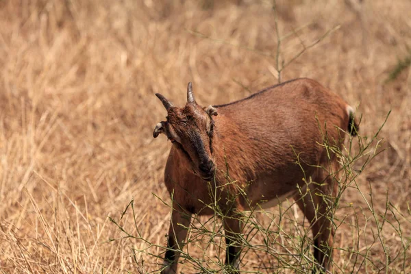 Grappolo di capre lungo una collina e mangiare erba secca — Foto Stock