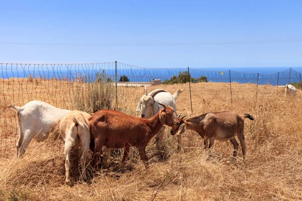 Las cabras se agrupan a lo largo de una colina y comen hierba seca — Foto de Stock