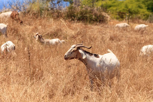 Goats cluster along a hillside and eat dry grass — Stock Photo, Image