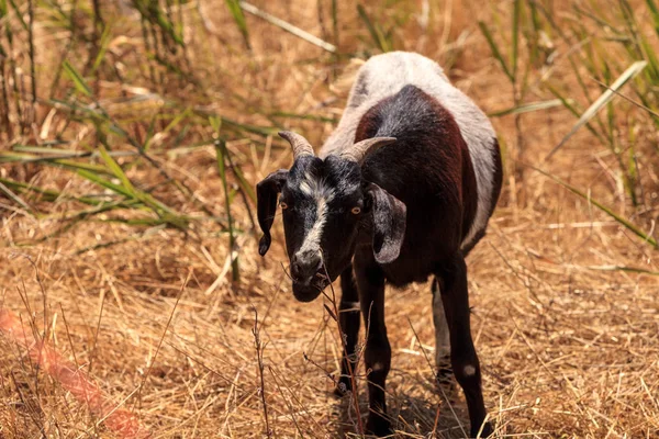 Geiten cluster langs een helling en droog gras eten — Stockfoto