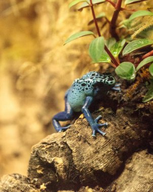 Mavi zehirli ok kurbağası Dendrobates tinctorius gök mavisi