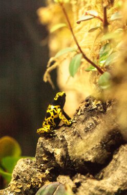 Bumble Bee zehirli ok kurbağası Dendrobates leucomelas
