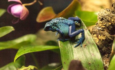 Mavi zehirli ok kurbağası Dendrobates tinctorius gök mavisi