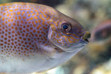 Yellowspot kedisi Siganus guttatus gözüyle yakın çekim