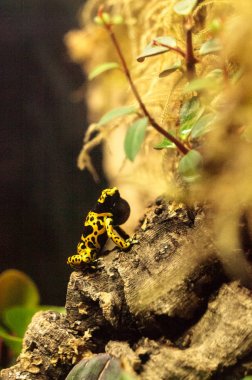 Bumble Bee zehirli ok kurbağası Dendrobates leucomelas