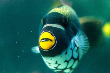 Palyaço Tetikleyici Balistoides dikkat çekiyor