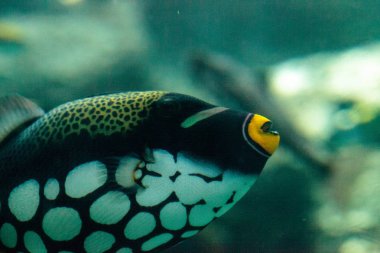 Palyaço Tetikleyici Balistoides dikkat çekiyor