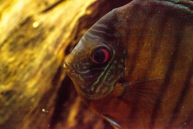 Kırmızı turkuaz discus balık Symphysodon Çiklit olarak da bilinir