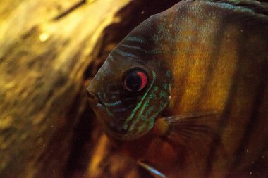 Kırmızı turkuaz discus balık Symphysodon Çiklit olarak da bilinir