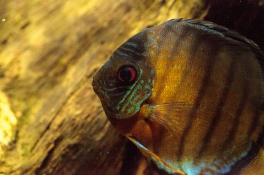 Kırmızı turkuaz discus balık Symphysodon Çiklit olarak da bilinir