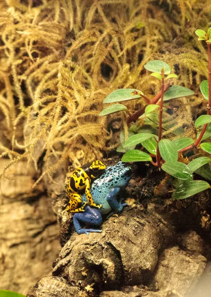 Mavi zehirli ok kurbağa Dendrobates tinctorius gök mavisi ve Bumble 