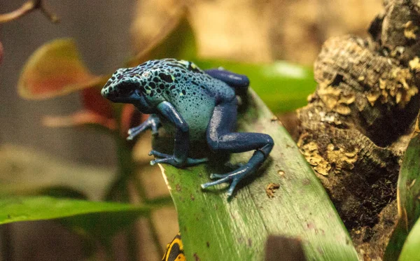 Rana dardo veneno azul Dendrobates tinctorius azureus —  Fotos de Stock