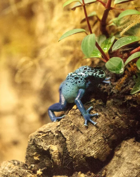 Mavi zehirli ok kurbağası Dendrobates tinctorius gök mavisi