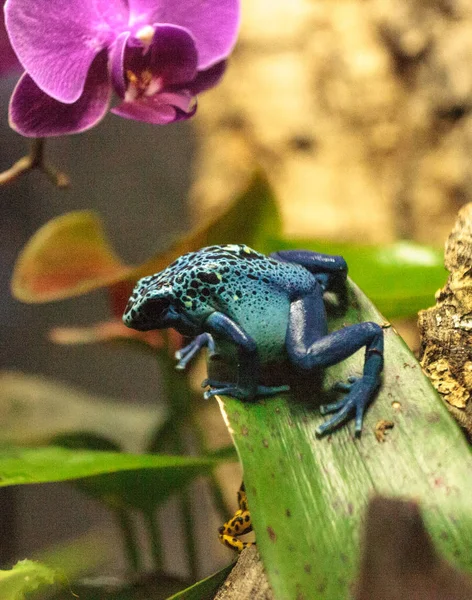 Rana dardo veneno azul Dendrobates tinctorius azureus —  Fotos de Stock