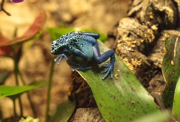 Mavi zehirli ok kurbağası Dendrobates tinctorius gök mavisi — Stok fotoğraf