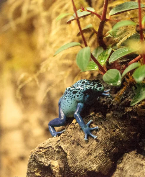 Rana dardo veneno azul Dendrobates tinctorius azureus —  Fotos de Stock