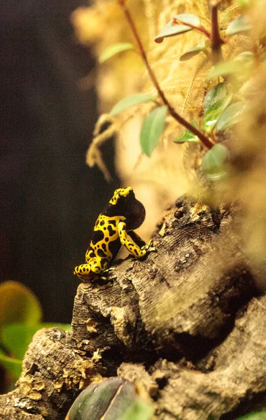 엉망으로 꿀벌 독 다트 개구리 Dendrobates leucomelas — 스톡 사진