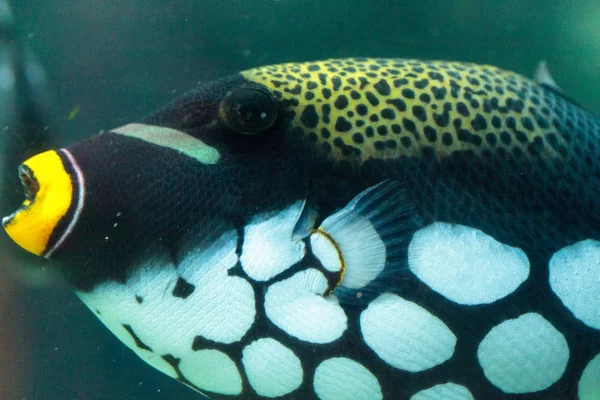 Palyaço Tetikleyici Balistoides dikkat çekiyor