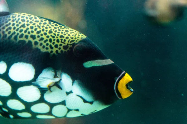 Palyaço Tetikleyici Balistoides dikkat çekiyor