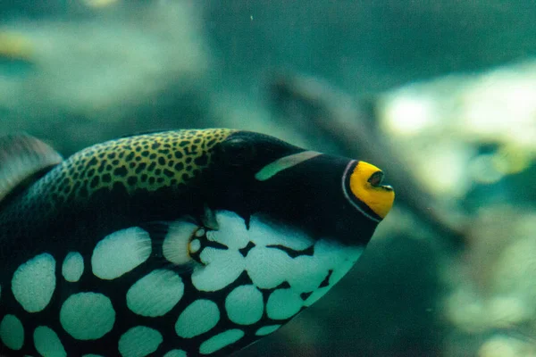 Palyaço Tetikleyici Balistoides dikkat çekiyor