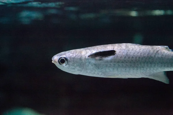 Diamantbarbenfisch liza vaigiensis — Stockfoto