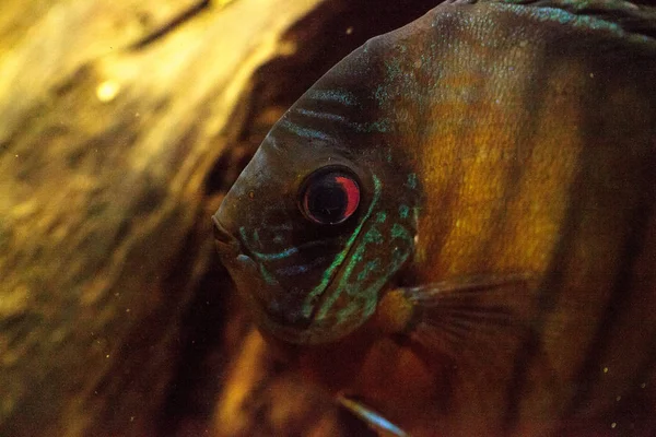 Kırmızı turkuaz discus balık Symphysodon Çiklit olarak da bilinir