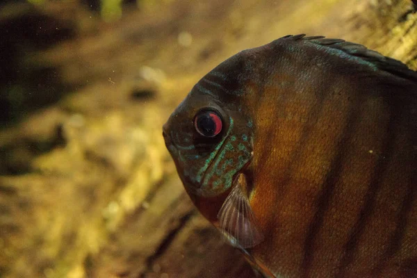 Kırmızı turkuaz discus balık Symphysodon Çiklit olarak da bilinir