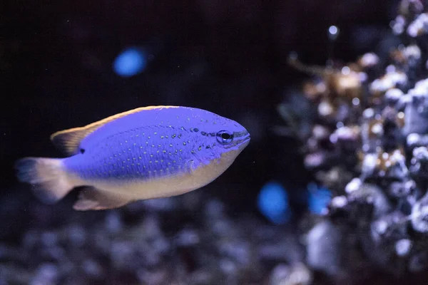 Fiji Diabo azul damselfish chrysiptera parasema — Fotografia de Stock