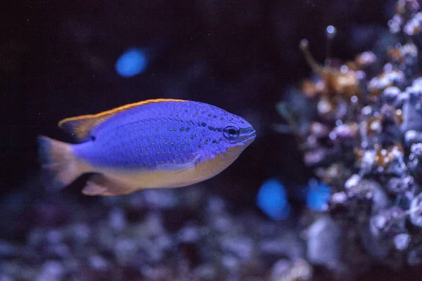 Fiji Diabo azul damselfish chrysiptera parasema — Fotografia de Stock