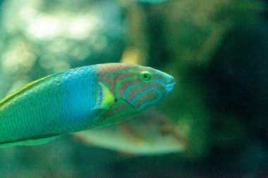 Ay wrasse balık Thalassoma lunare 