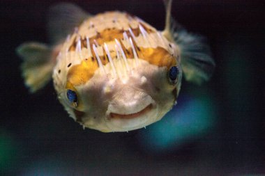 Dikenli porcupinefish Diodon holocanthus