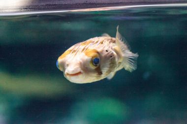 Dikenli porcupinefish Diodon holocanthus