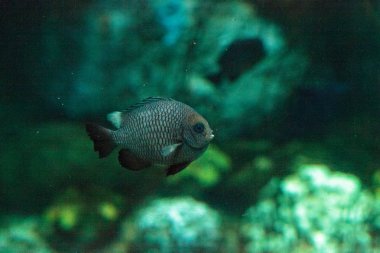 Threespot ederler Dascyllus trimaculatus