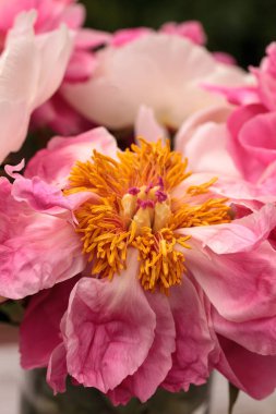 Beyaz ve pembe Şakayık çiçeği Paeonia buket