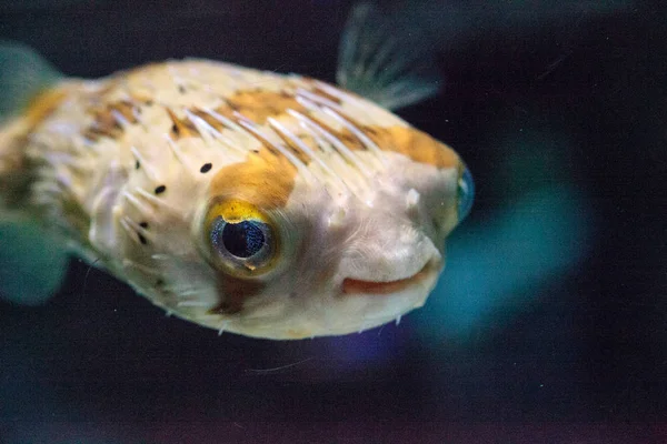 가시 porcupinefish Diodon holocanthus — 스톡 사진