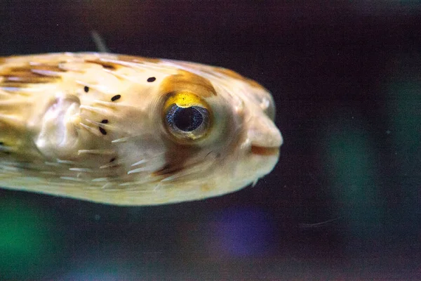 Dikenli porcupinefish Diodon holocanthus