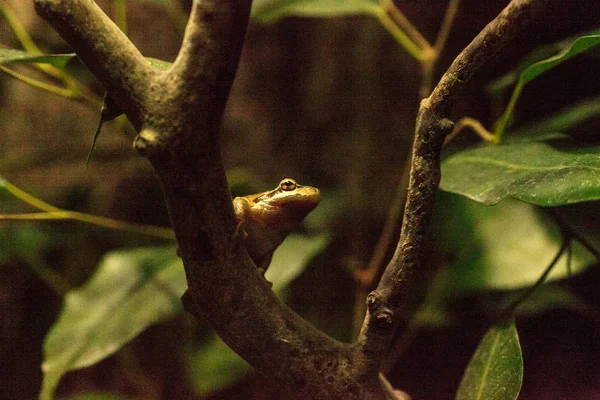 북부 태평양 나무 개구리 Pseudacris regilla — 스톡 사진
