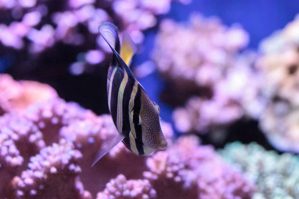 Sailfin tang Zebrasoma veliferum