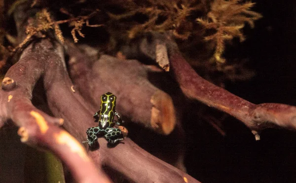 Rana venenosa variable iridiscente Ranitomeya variabilis —  Fotos de Stock