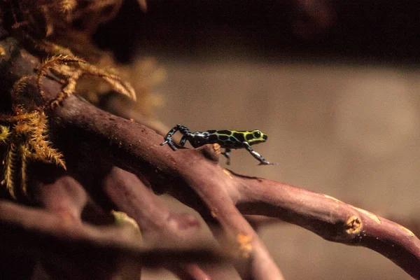 Rana venenosa variable iridiscente Ranitomeya variabilis — Foto de Stock