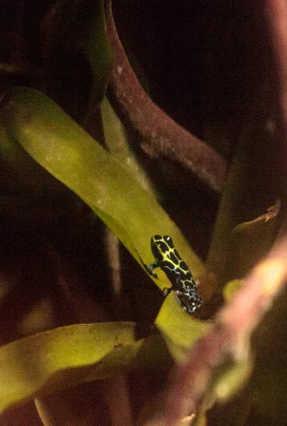 Rana venenosa variable iridiscente Ranitomeya variabilis — Foto de Stock