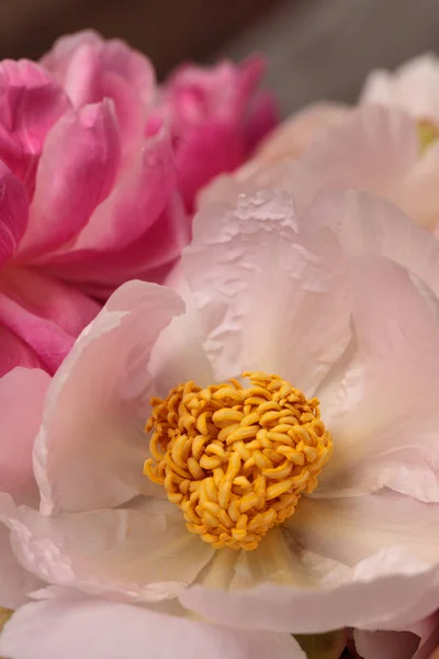白とピンクの牡丹の花シャクヤクのブーケ — ストック写真