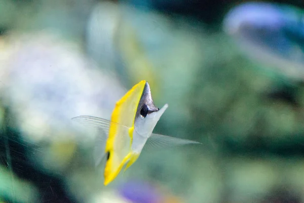 Amarelo longnose butterflyfish Forcipiger flavissimus — Fotografia de Stock