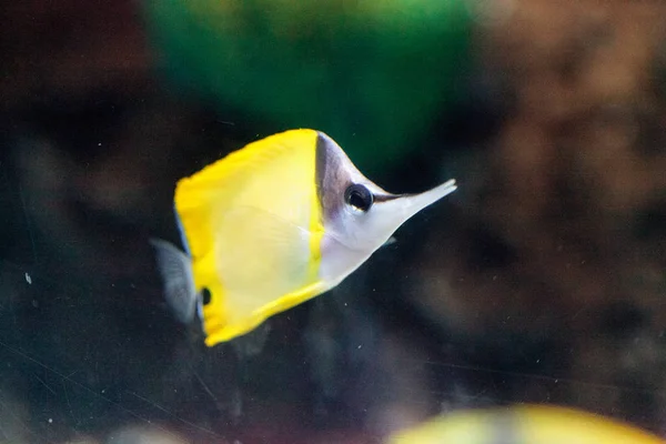 Pesce farfalla dal naso lungo giallo Forcipiger flavissimus — Foto Stock