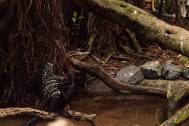Afrika Yılanboyungiller rufa rufa bilinen Pasifik'ten oğlan