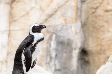 Afrika penguen Spheniscus demersus