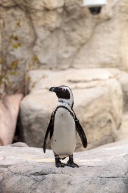 Afrika penguen Spheniscus demersus