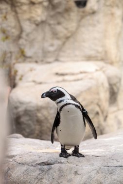 Afrika penguen Spheniscus demersus