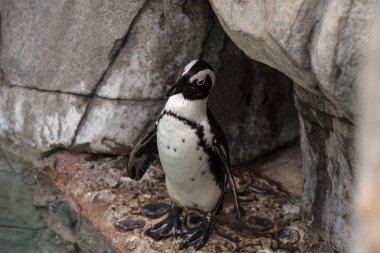 Afrika penguen Spheniscus demersus